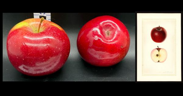 Apple Index - 
